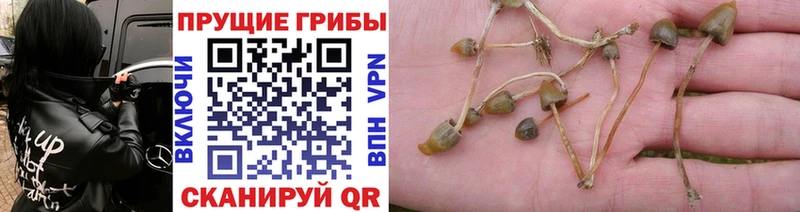 Псилоцибиновые грибы мухоморы  Руза 